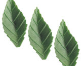 Wafer listić 4cm 10/1 tamno zeleni