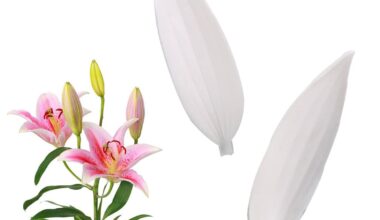 Silikonski kalup veiner VM116