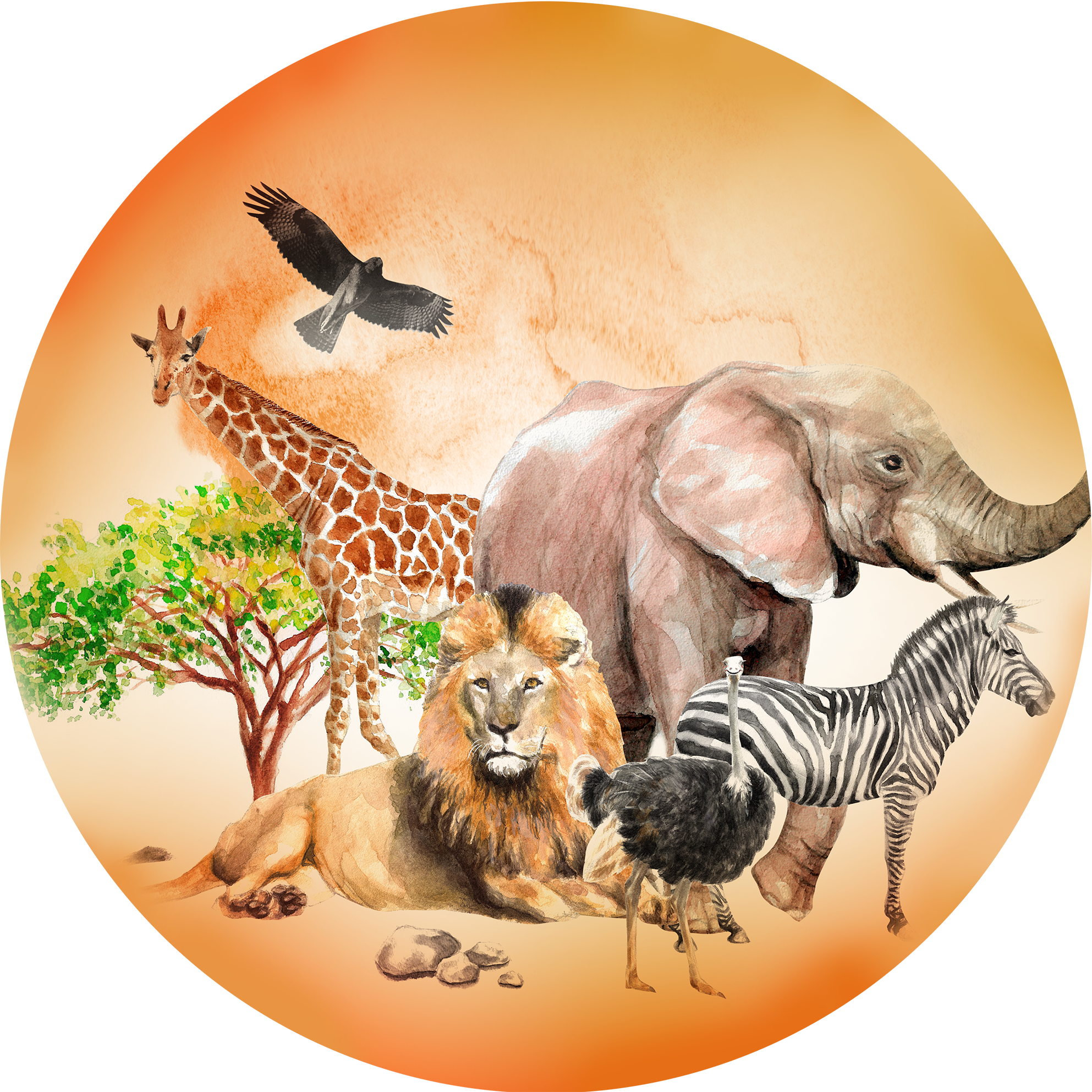 Safari 2 fi20cm hostija